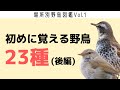 初めに覚える身近な野鳥23種《後編》【場所別野鳥図鑑Vol.1】