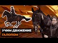 Галоп на лошади / Движение галопом / Посадка на галопе / Подъём в галоп / Виды галопа