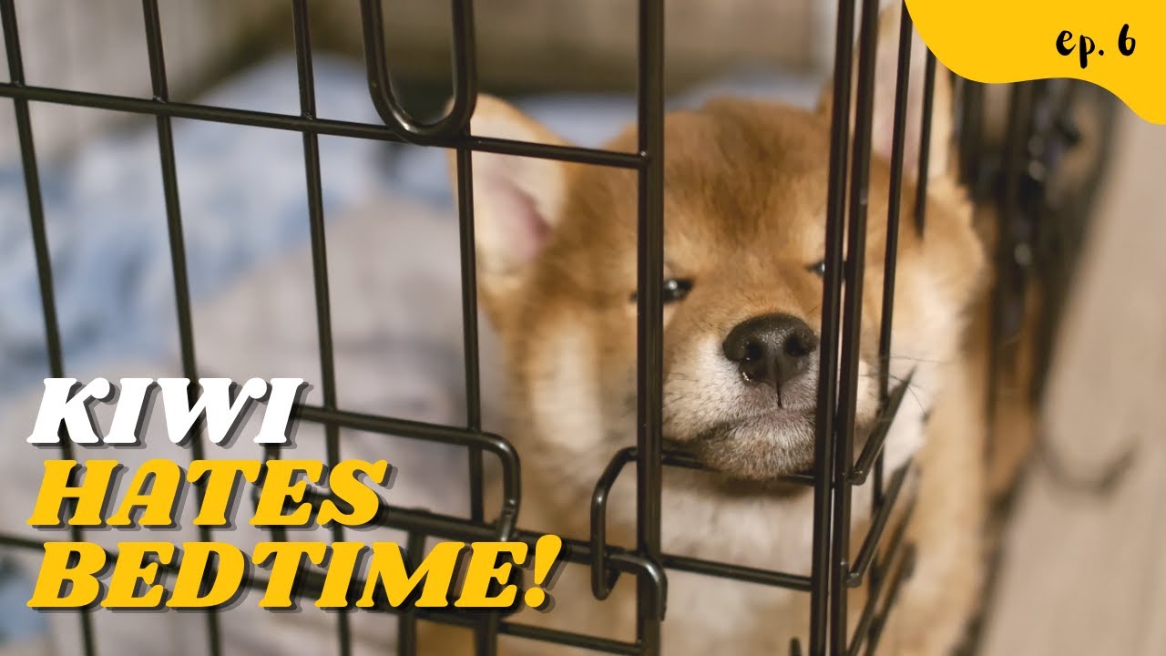 Shiba Inu Puppy Hates Bedtime