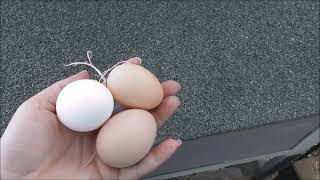 Gathering Chicken Eggs