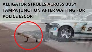 Alligator strolls across busy Tampa junction after waiting for police escort