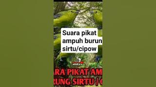 suara pikat ampuh burung sirtu/cipow #memikat #caramemikat