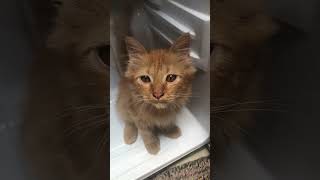 #cat #boygembul #cakslow #kucinglucu #funny #kucingimut #kucinggemoy #kucingpintar #kucingcomel