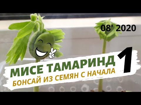 Tamarind | Indian date at home. How to grow future bonsai from seeds. Part 1