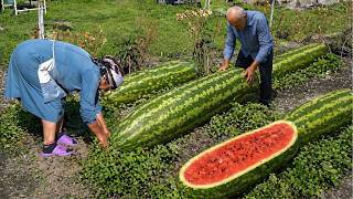 AZERBAIJAN Grandparents Harvest Watermelon in the Caucasus | Country Life Vlog LIVE