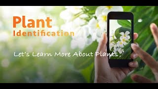 How to identify herbs, flowers and plant by FREE Google app? screenshot 2