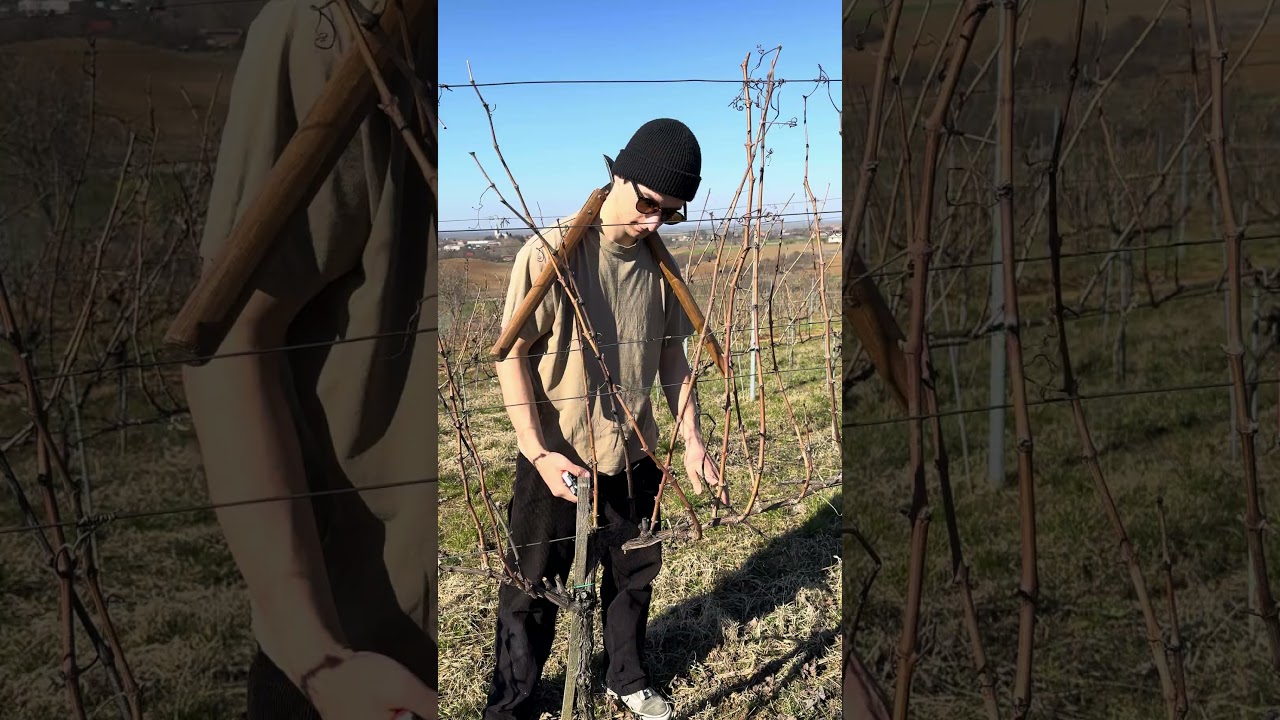 Finishing the 2026 pruning season in our Gewürztraminer plot 🌸✂️🗓️