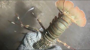 Full Process of Catching Eels, Crabs & Sea Cucumbers Underwate#fishing #eels #seafood #lobster