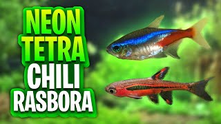 Neon Tetra Vs Chili Rasbora - Whats The Best Fish For Your Aquarium?