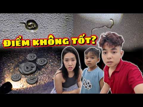 Đưa Voi Đi Chơi Đêm Thì Hết Hồn vì Gặp Gia Đình Rắn Bị Tai Nạn | Có Phải Điềm Báo ?