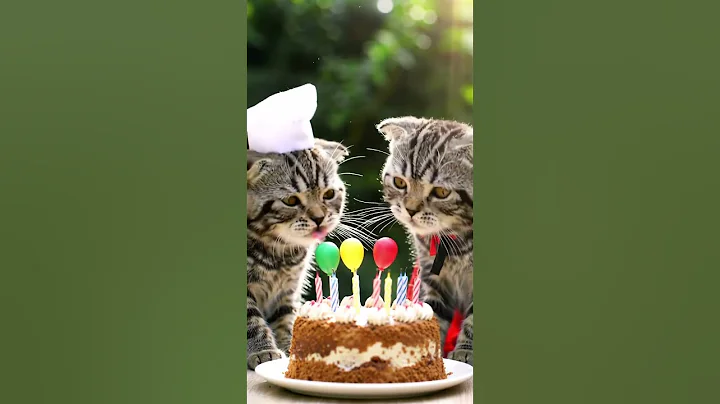 Video 11476821: british shorthair cat animals, british shorthair cute cat, british shorthair red, catlover british, royal kitty