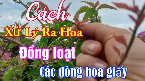 Cách xử lý hoa giấy ra hoa đồng loạt, giai đoạn rất quan trọng, vào nước và bón phân đúng lúc.