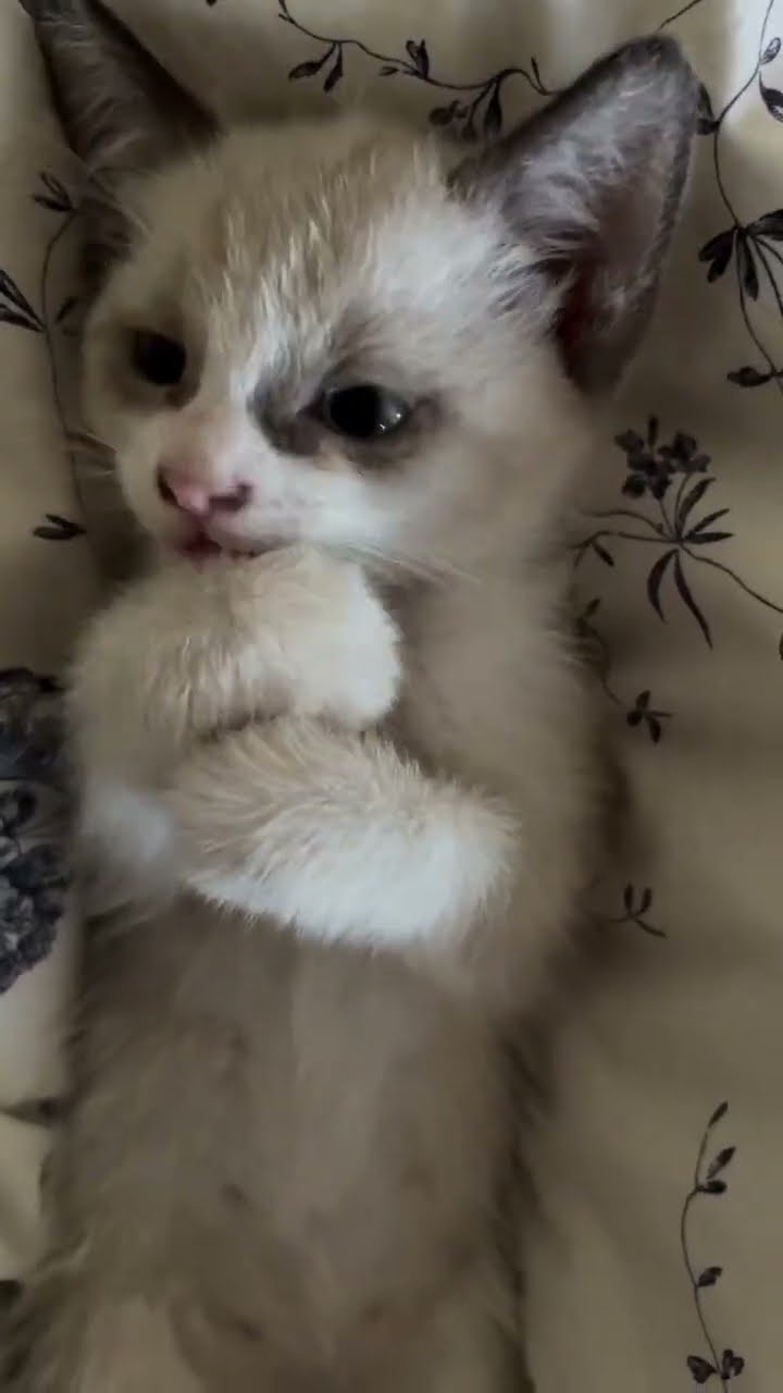 C magnifique petite chaton d'amour
