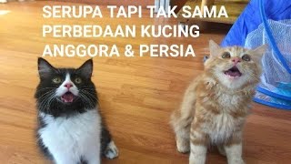 5 Perbedaan Kucing Anggora Dan Kucing Persia. Kucing Ras Berbulu Panjang Yang Terkenal.