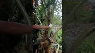Cutting and cleaning coconut trees#coconut