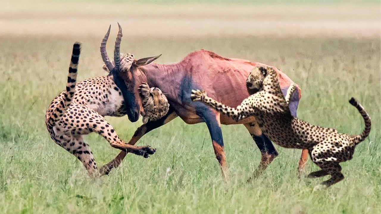 Cheetah Hunting Antelope