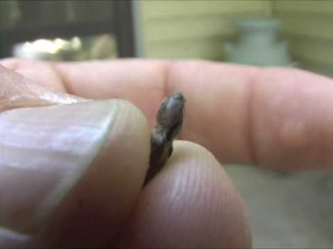 Video: Kerosakan Wireworm - Maklumat Mengenai Kawalan Wireworms