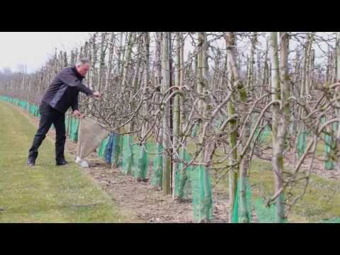 Video: Appelbloesemkewer - Appelboomplaag