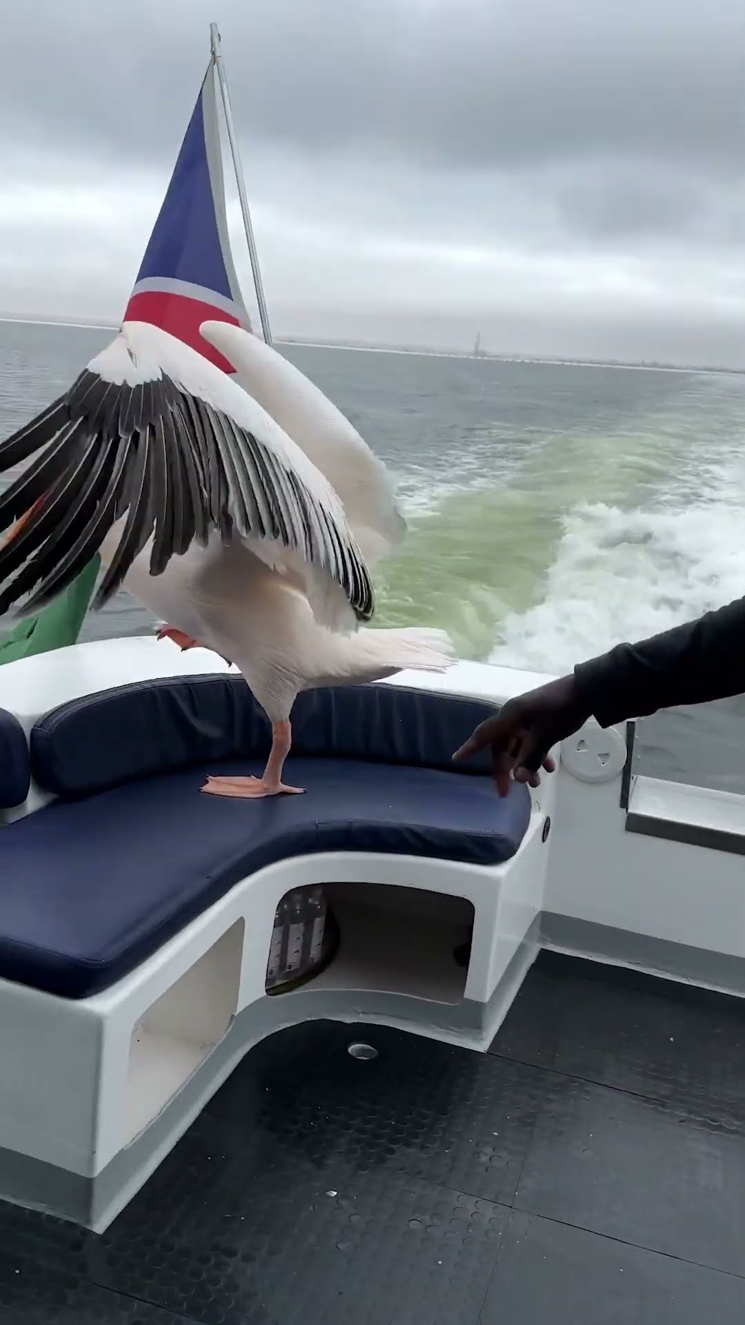Cheeky Pelican Enjoys Boat Ride || ViralHog