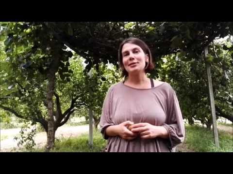 Video: Plody Kiwi - Výhody, Vlastnosti, Spotřeba, Obsah Kalorií