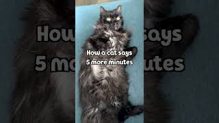 How a Cat Says 5 More Minutes