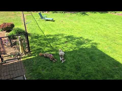 Dog sitter extraordinaire