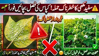 🚨 Kapas Ki Fasal Me Safed Makhi Ka Khatarnaak Hamla! Mukammal Ilaj & Whitefly Control Tips