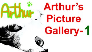 Tiny Rescue Kitten turned into the Great Cat 💎Arthur's Picture Gallery💎Part-1 by Arthur the Great Cat 847 views 1 year ago 3 minutes, 1 second