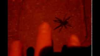 Huge Black Widow Spider