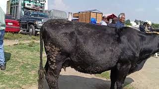 Tianguis de ganado rancho las tablas
