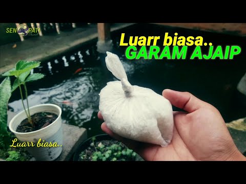 Video: Cara Merawat Senestopati