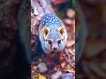 Aussies Glowing Ninja 🥷 | 5 Fun facts about Quolls