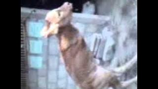 Anak Sapi Berkaki 2 bisa berdiri.3gp