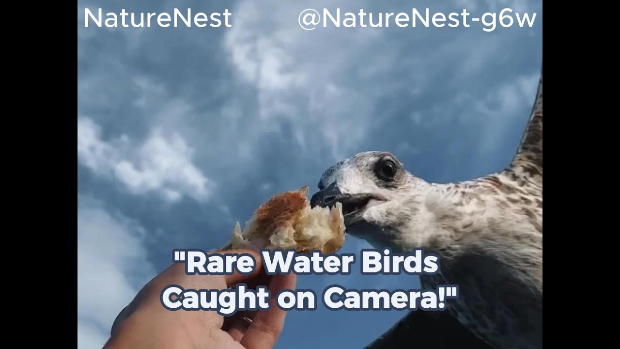 "Rare Water Birds Caught on Camera!" 