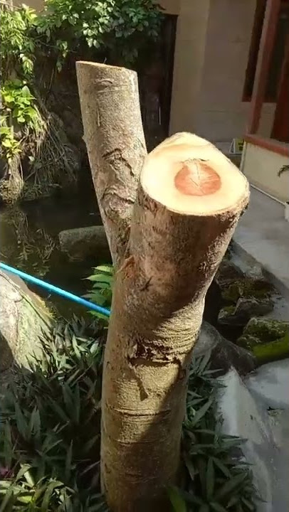 KEMBANG KANTIL