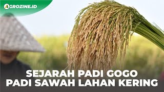 Sejarah Padi Gogo Indonesia Andalan Petani Agar Bisa Panen Melimpah Meski Ditanam di Lahan Kering