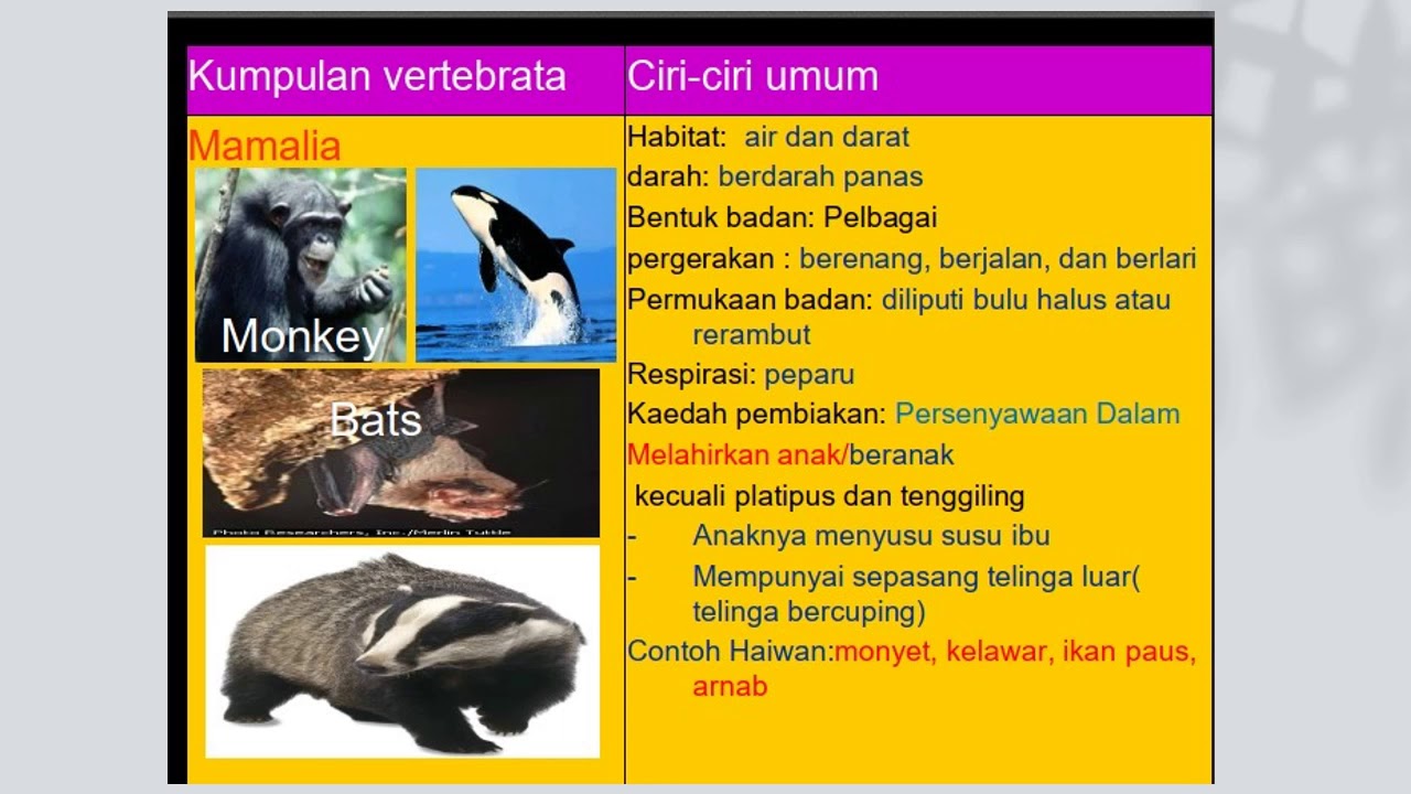 Sains Tingkatan 2 Pengelasan Haiwan Youtube