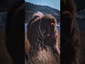 313 体大如驴 吼声如狮 藏獒 雄狮 野性的呼唤中国独有犬种 藏獒 藏獒 Animals 狗訓練 藏獒 狗訓練 猛犬 Cute 黃狗 Pets 黃狗 Chowchow 313 体大如驴 吼声如狮 藏獒 雄狮 野性的呼唤中国独有犬种 藏獒 藏獒 Animals 狗訓練 藏獒 狗訓練 猛犬 Cute 黃狗 Pets 黃狗 Chowchow