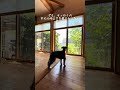愛犬と暮らす、木の味わいが深まる家×工房信州の家#shorts #物語のハコ#家story