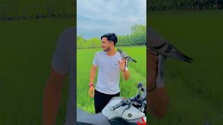 New pigeon Hand training 🕊️ #pigeontraining #bird #pigeon #youtubeshorts