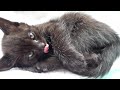 子猫ロコのゴロゴロ音とかグルーミング音とか！【癒し・ASMR？】