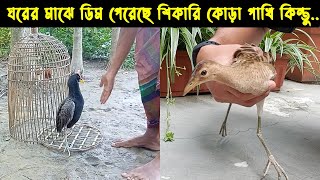 এক শিকারী কোড়া পাখির জীবন কাহিনী | Bird Story 161 | The life story of a Watercock Bird | বালিহাঁস