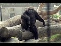 Naughty Chimpanzee | Alipore Zoo | Part - 2