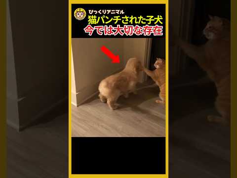 犬と猫が教えてくれた大切なこと #犬と猫 #動物ショート #癒し動物