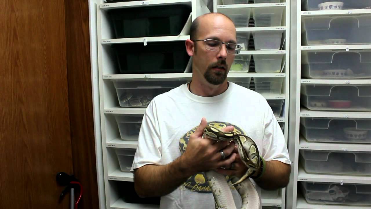 mustard greens Rally For Reptiles Prariestate927 and Rylan Dyck