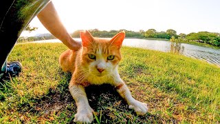 公園で猫が何か言いながらモフられにきた