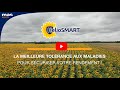 Tournesols hliosmart  mas seeds