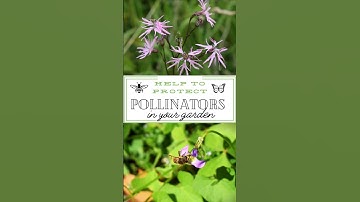Help to Protect Pollinators in Your Garden #gardening #honeybee #bumblebee #beehotel #pollinators