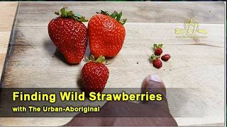 Finding Wild Strawberries w/ The Urban-Aboriginal