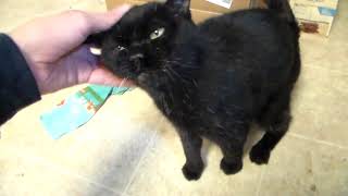 Rachel The Bombay Cat Christmas Eve! by Jason P 1,675 views 4 years ago 5 minutes, 36 seconds